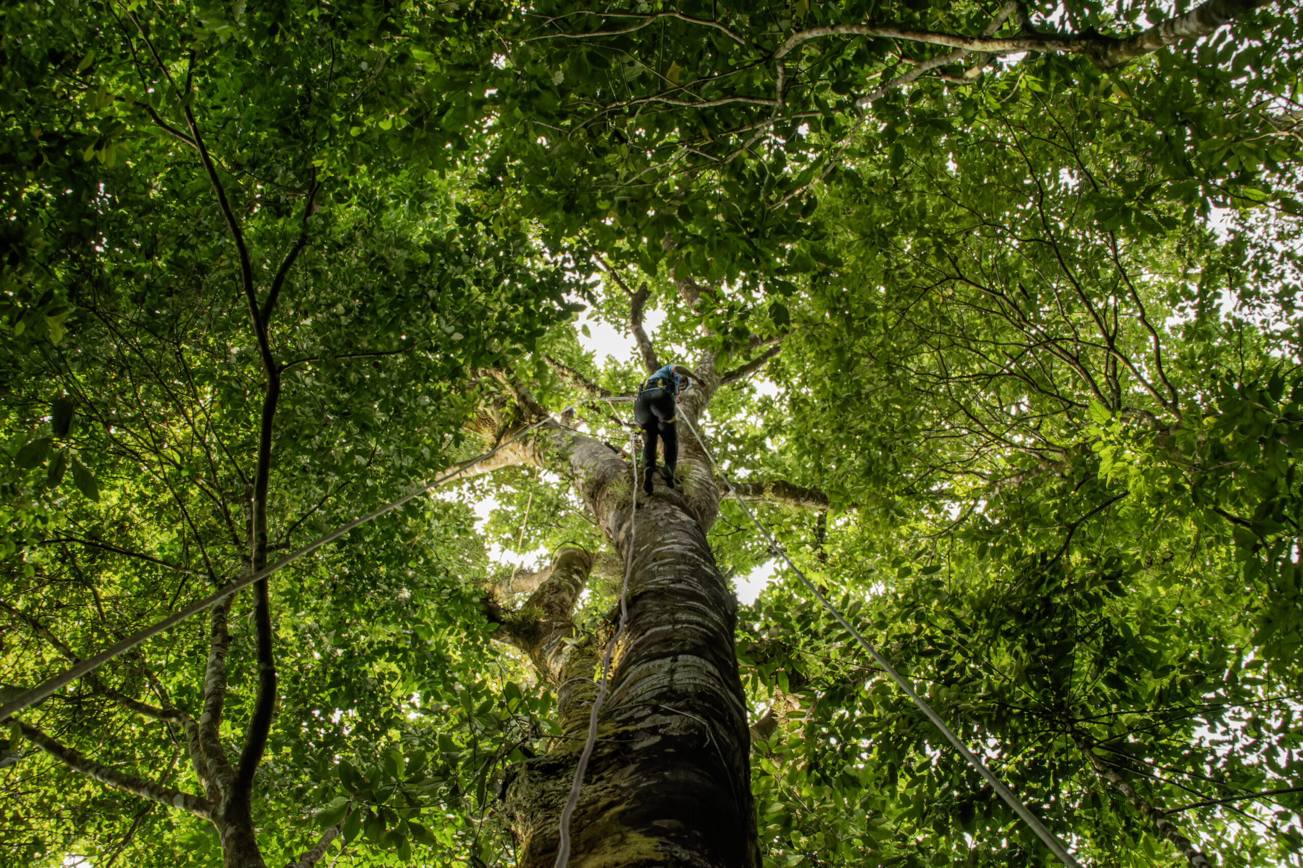 _DSC6209-arbol-cuerdas