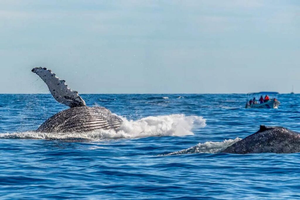 Luxury Wildlife Experiences in Costa Rica Worth Planning Around