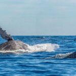Luxury Wildlife Experiences in Costa Rica Worth Planning Around
