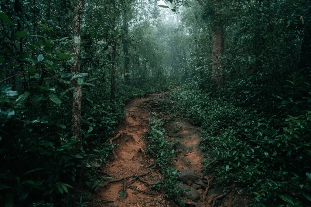 A dirt hiking trail winding through a lush, misty green rainforest canopy in Costa Rica.