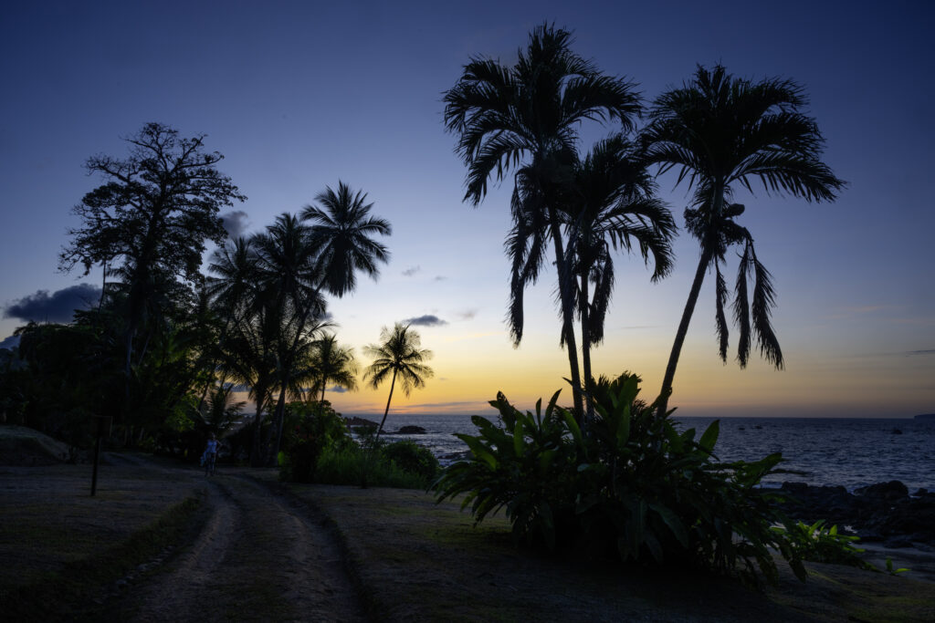 A tranquil coastal path lined with silhouetted palm trees leading toward the ocean during a warm twilight sunset